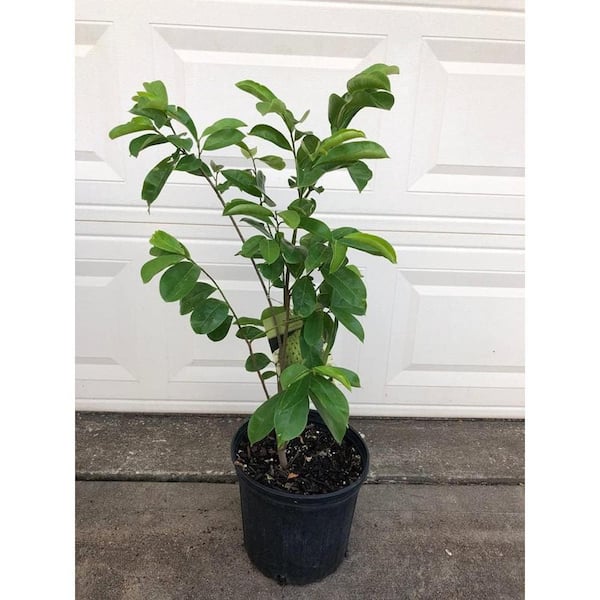 Wekiva Foliage Soursop Tree-Live Tree in a 3 Gallon Pot-Annona  Muricata-Tropical Edible Fruit Bearing Tree Soursop3gx1 - The Home Depot