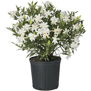 2.25 Gal. Gardenia Frostproof Shrub with White Flowers