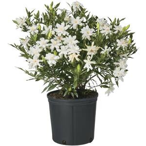 2.25 Gal. Gardenia Frostproof Shrub with White Flowers