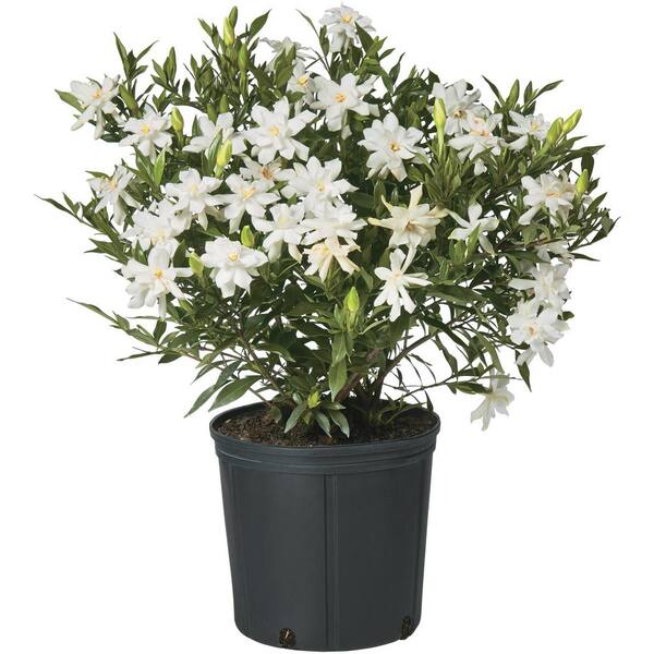 Unbranded 2.25 Gal. Gardenia Frostproof Shrub with White Flowers
