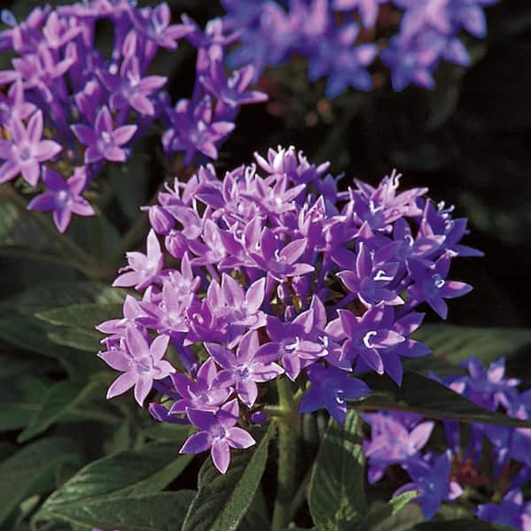 Vigoro Pentas Purple Annual Plant with Purple Flowers (801-Pack)