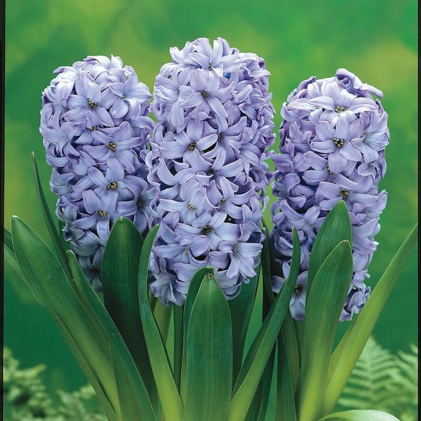 Van Bourgondien Delft Blue Hyacinth (Muscari) Bulbs (25-Pack)