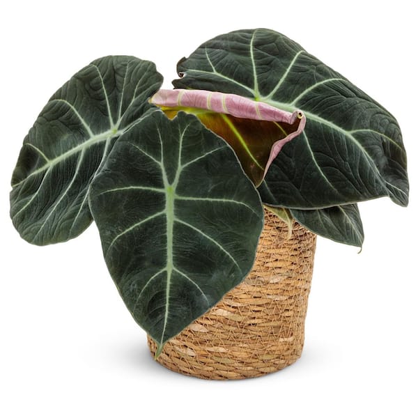 PROVEN WINNERS 5 in. Leafjoy Mythic Black Velvet (Reginula) Alocasia, Live Plant Seagrass Container (1-Pack)