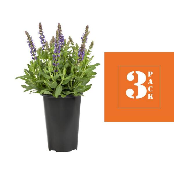 METROLINA GREENHOUSES 2 Qt. Salvia Apex Blue Perennial Plant (3