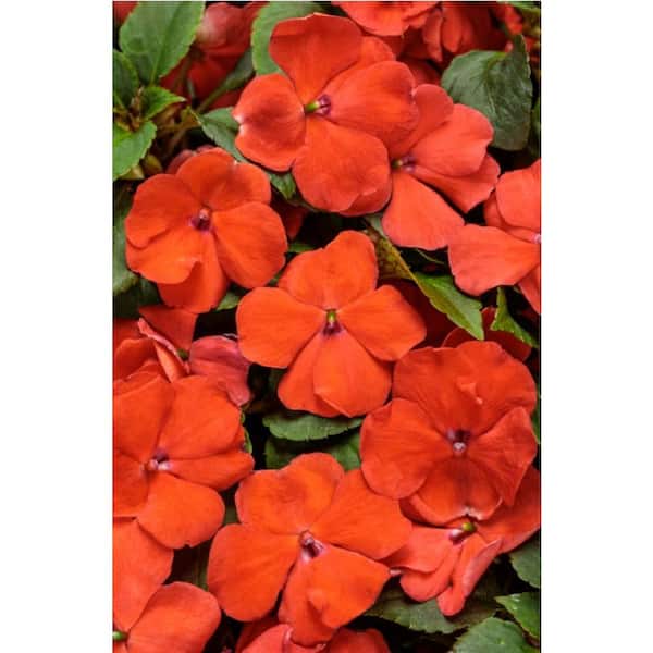 PROVEN WINNERS 4.25 in. Grande, Soprano Orange (Impatiens), Live Plant, Orange Flowers (4-Pack)