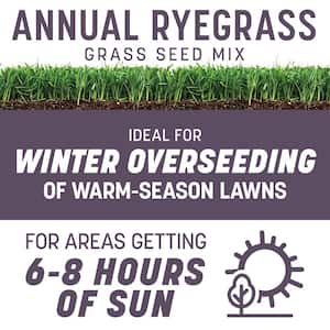 Annual Ryegrass 10 lb. 2,000 sq. ft. Grass Seed