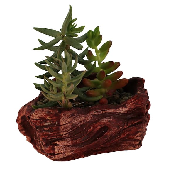 Unbranded 3.75 in. x 2.5 in. x 2 in. Redwood Ceramic Wood Plant Pot - Unique Succulent Planter Wave Log