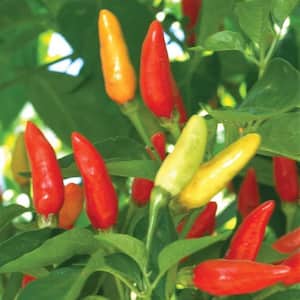 4 In. Tabasco Hot Pepper Vegetable Plant (6-Pack)