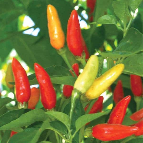 Burpee 4 In. Tabasco Hot Pepper Vegetable Plant (6-Pack)