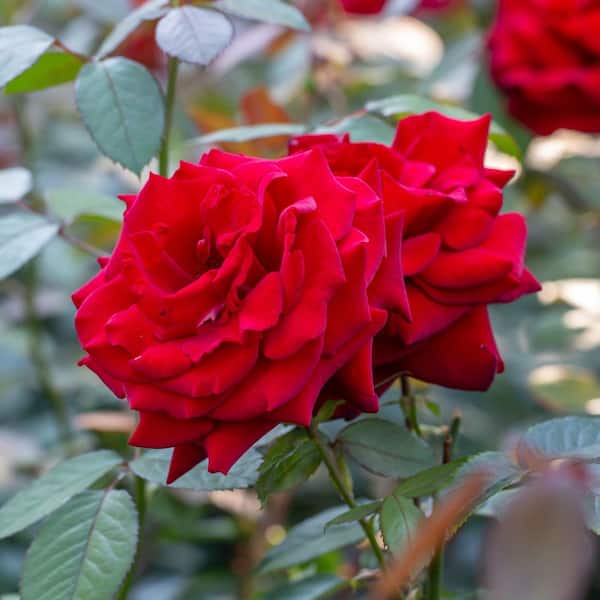 national PLANT NETWORK Bare Root Rose Mr. Lincoln with Red Flowers (3-Pack)  HD3284 - The Home Depot