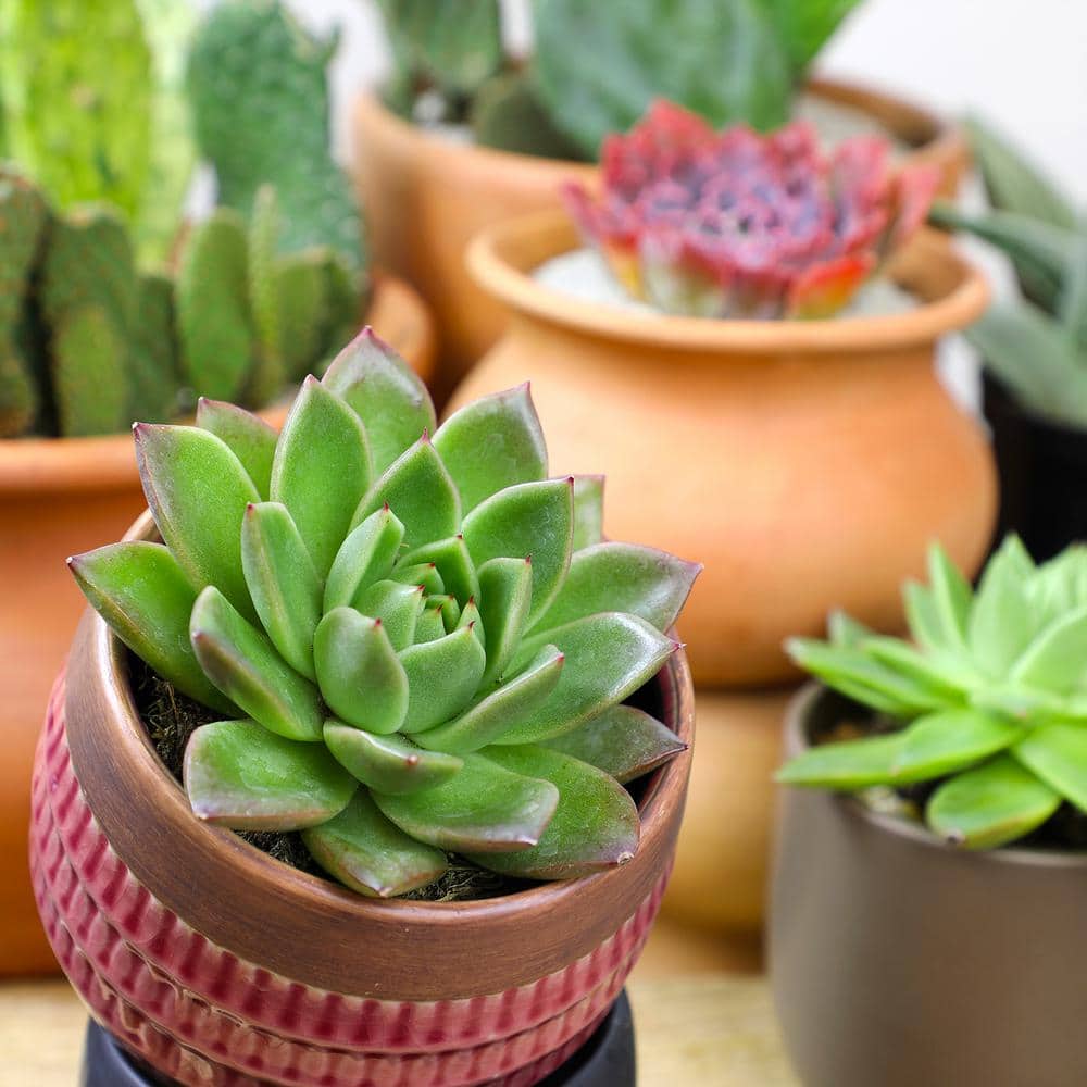 Vibrant Echeveria 4" Multicolor Succulent Collection - 8 Pack