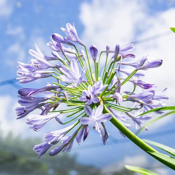 Blue Flowering Agapanthus Shrub in 1 Gal. Grower's Pot THD00005 - The Home  Depot