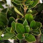 9.25 in. Pot - Carissa Holly(Ilex), Live Dwarf Evergreen Shrub, Glossy Foliage with a Single Spine