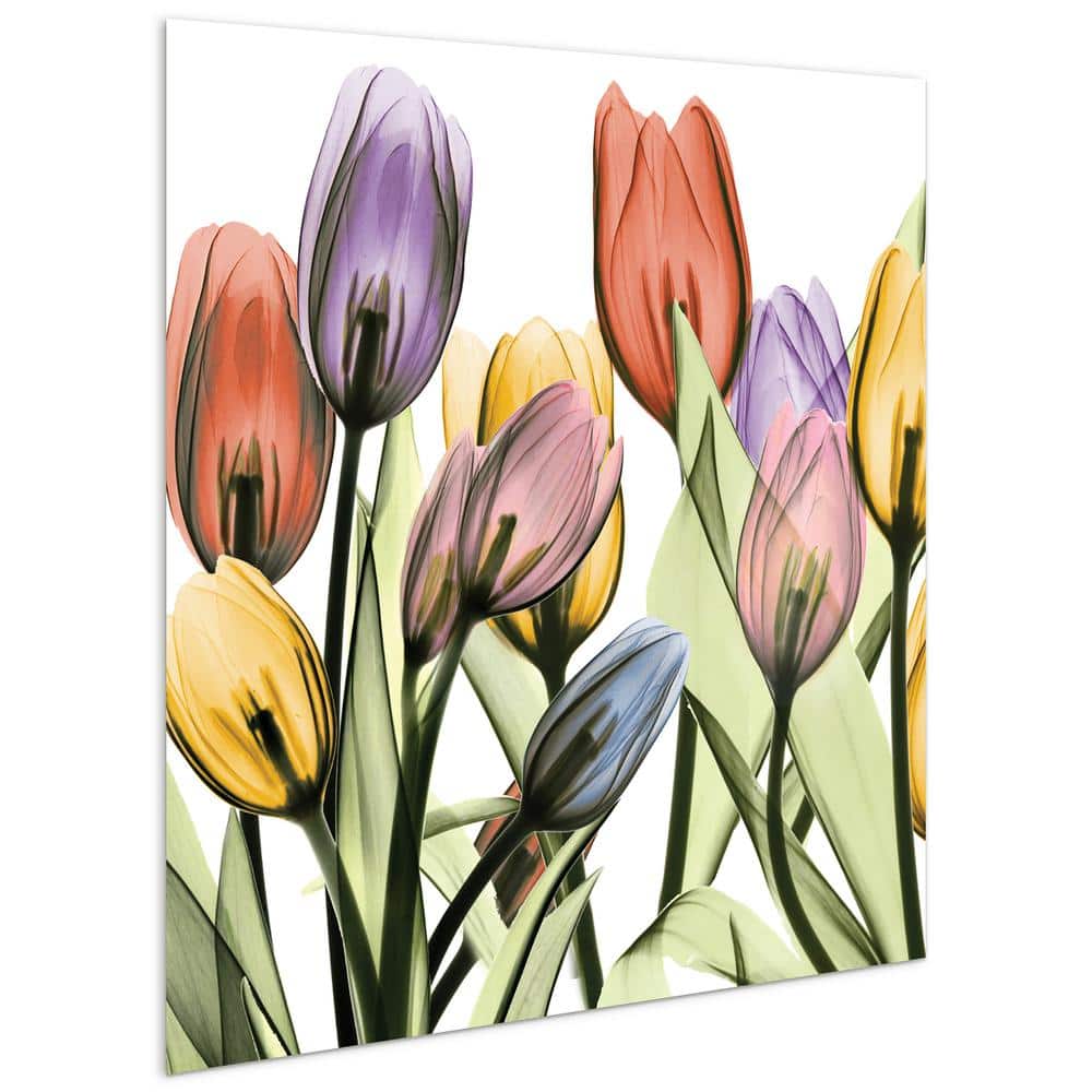 Tulip Scape X-Ray I Colorful Glass Wall Art, 24"