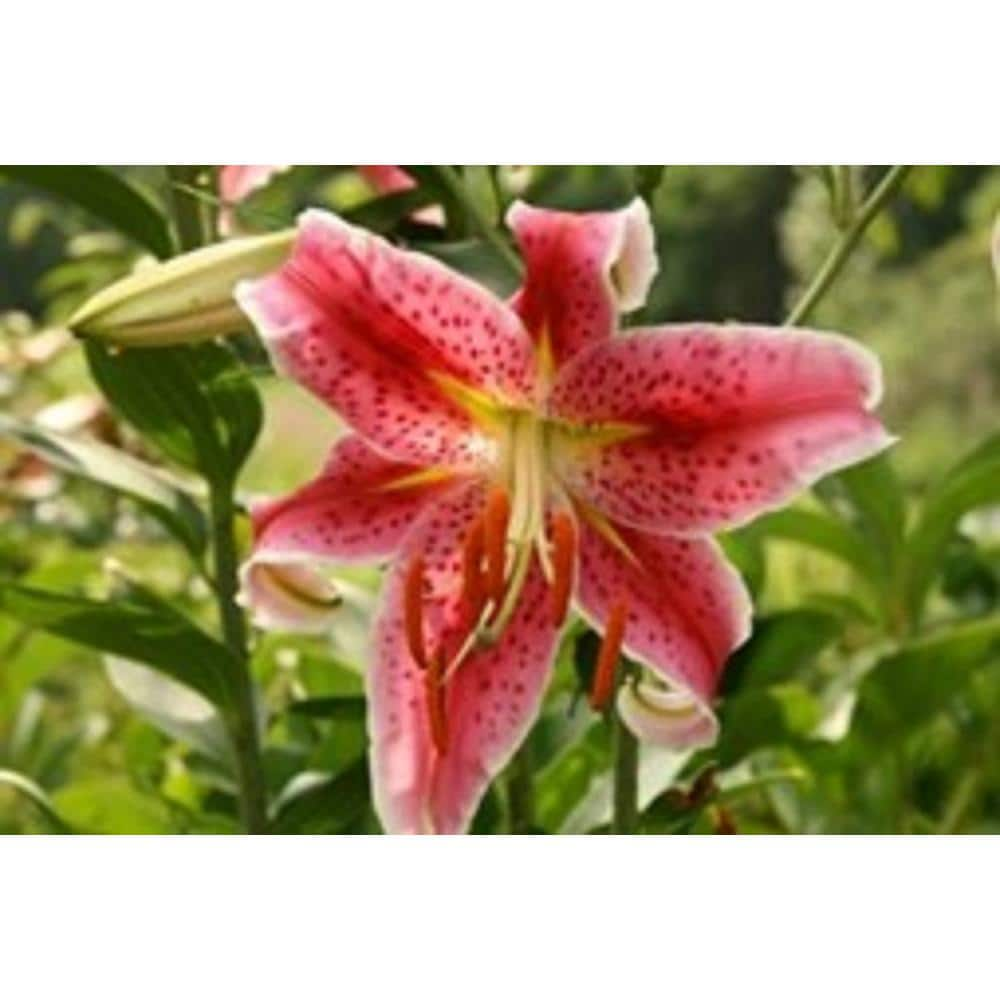 BELL NURSERY 11 in. Oriental Lily Plant 563769 The Home Depot