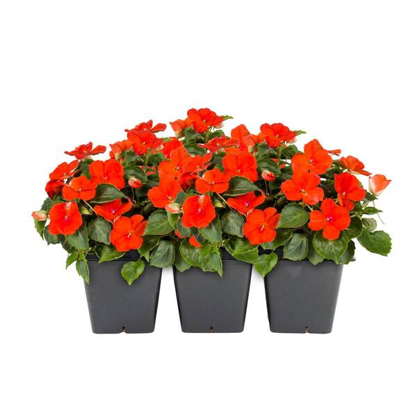 METROLINA GREENHOUSES Impatiens Annual Plant (6-Pack) 6200 - The Home Depot