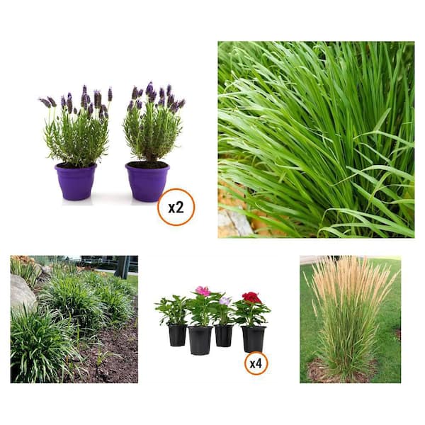 1 Gal. English Lavender (2-Pack), Lemongrass, Lily Turf, 4 in. Vinca (4-Pack), Reed Grass