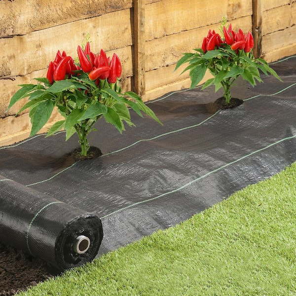 Agfabric 5 ft. x 100 ft. Easy-Plant Weed Block Mulch Weed Barrier Fabric with Planting Hole 4 in. Dia.