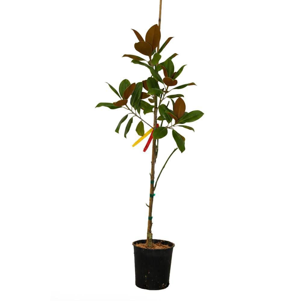 1 gal. Vulcan Deciduous Japanese Magnolia Tree with Purple Flowers