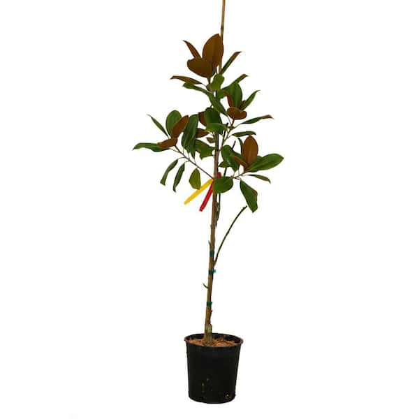 1 gal. Vulcan Deciduous Japanese Magnolia Tree with Purple Flowers