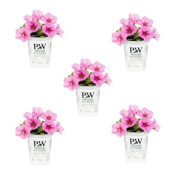 Wave 1.5 Qt. Pink Wave Petunia Annual Plant with Pink Flowers in Grower's Pot