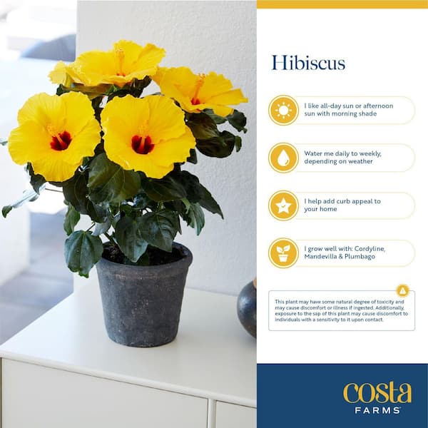 Hibiscus Butterflies Vinyl - 374