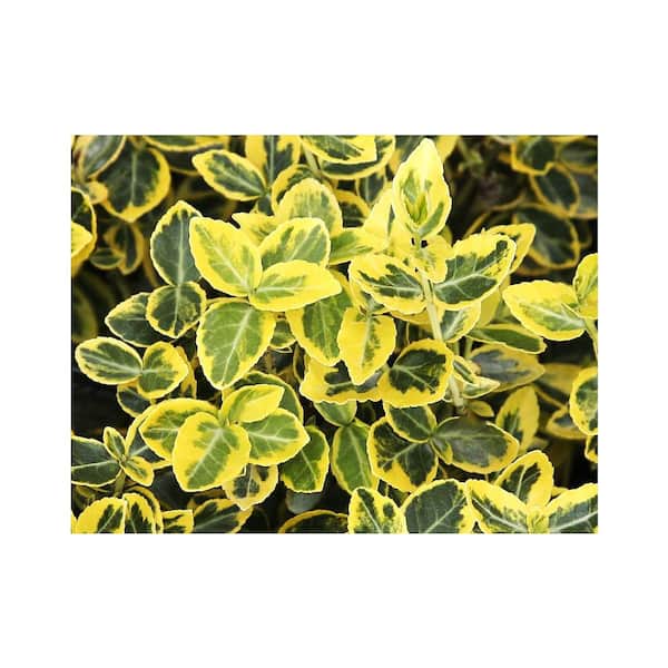 2.5 Qt. - Emerald and Gold Euonymus Live Shrub with Green and