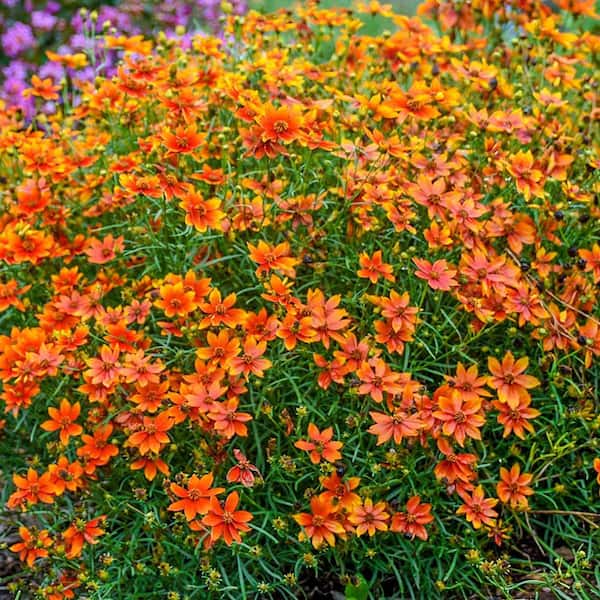 DIRECT GARDENING Crazy Cayenne Orange Flowering Coreopsis Tickseed