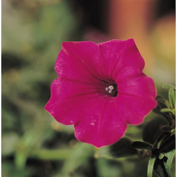 Wave Quart Tidal Wave Petunia Annual Plant Cherry (5-Pack)