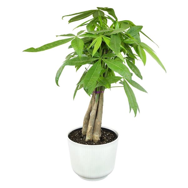 buy prince of orange philodendron Philodendron Prince Of Orange Variegata