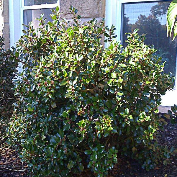 OnlinePlantCenter 2 gal. Blue Prince Holly Shrub