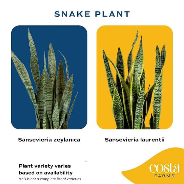 Costa Farms Live Indoor 12in. Tall Snake Plant in 6in. Grower Pot