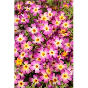 4.25 in. Grande Pink Flowers Safari Dawn (Jamesbrittenia) Live Plant (4-Pack)