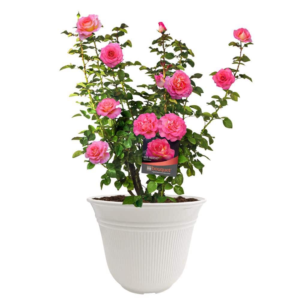 Vigoro 13 in. Julie Andrews Rose Plant with Pink Flowers 17581