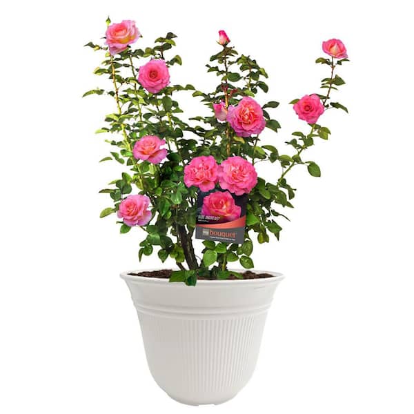 13 in. Julie Andrews Rose Plant with Pink Flowers
