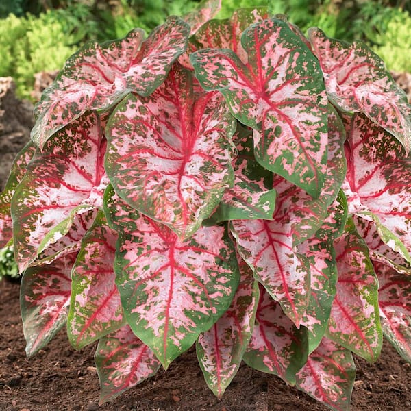 Garden State Bulb Carolyn Whorton Pink Caladium Bulbs, Bare Roots (Bag of 40)