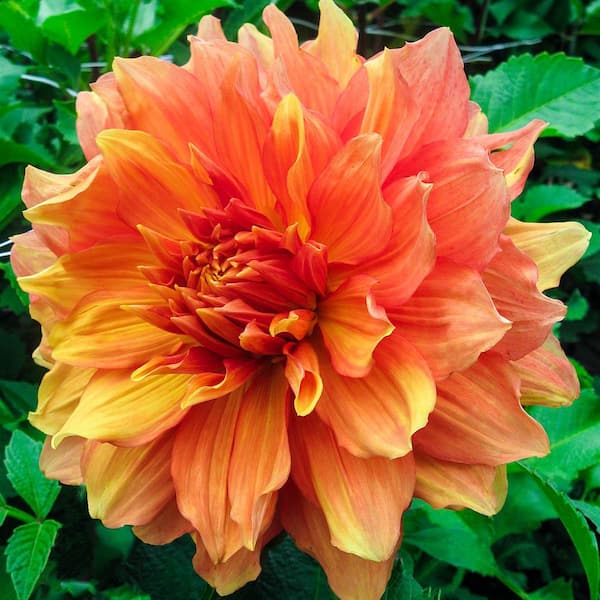 Breck's Mango Madness Dinner Plate Dahlia Dormant Flowering Bare Root Bulbs (5-Pack)