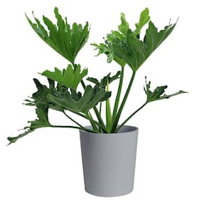 Philodendron Selloum Indoor Plant in 10 in. Gray Décor Pot, Avg. Shipping Height 2-3 ft. Tall