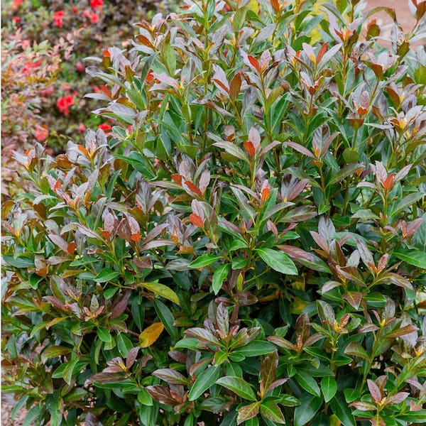 green viburnum shrub