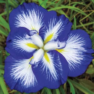 Gusto Japanese Iris, Live Bareroot Perennial Plant, Blue and White Flowers (1-Pack)
