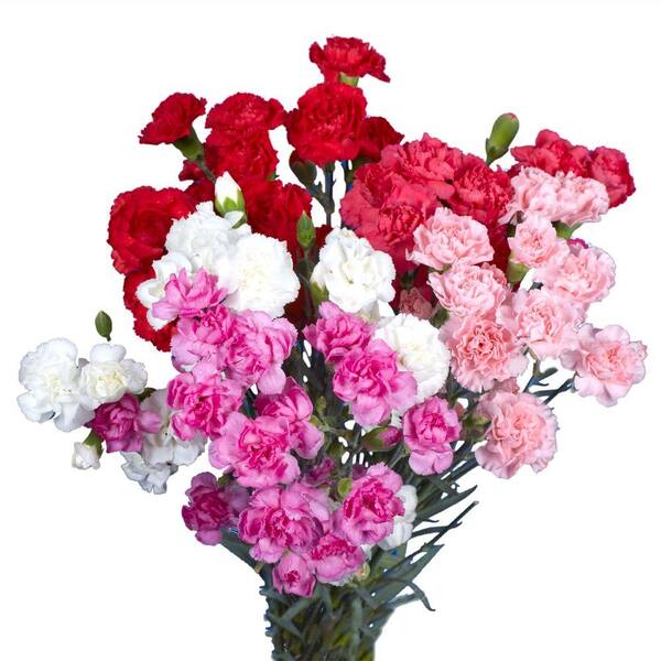 Globalrose Fresh Valentine's Day Mini Carnations (160 Stems - 640 Blooms)