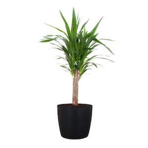 Yucca Cane Live Indoor Outdoor Plant in 10 inch Premium Sustainable Ecopots Dark Grey Pot with Removeable Drainage Plug