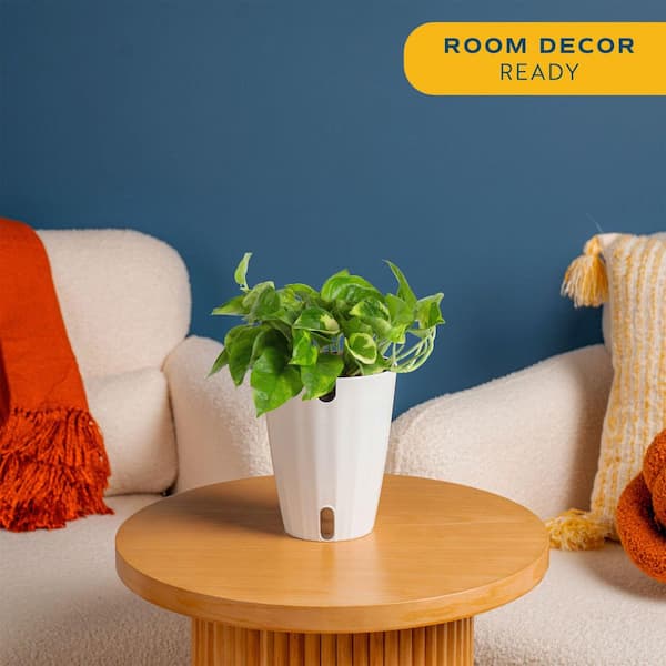 Trending Tropical Lemon Meringue Pothos Indoor Plant in 6 in. Self-Watering Planter,Average Shipping Height 1-2 ft. Tall