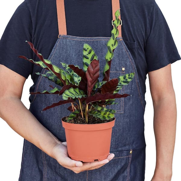 17 Cm. Wave Star Plant in Sea Grass Pot