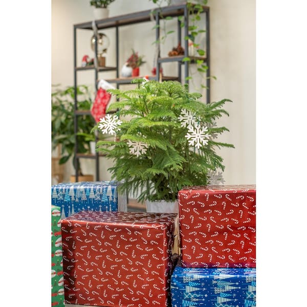 10 in. Live Holiday Decorative Pine HD10DECOPINEUP - The Home Depot
