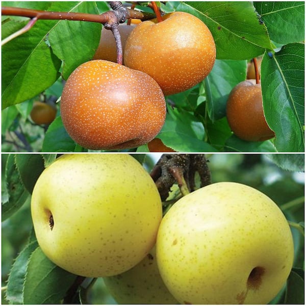 Online Orchards Asian Double-Pear Twist Tree Bare Root