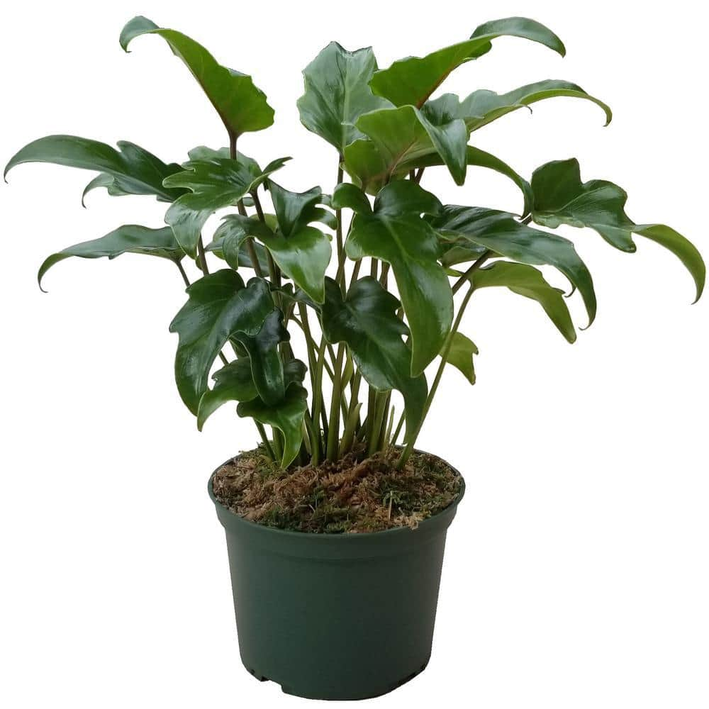 Wekiva Foliage Xanadu Cut Leaf Philodendron - Live Plant in a 6 in. Pot ...