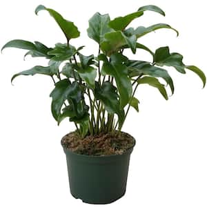 Xanadu Cut Leaf Philodendron - Live Plant in a 6 in. Pot - Philodendron Danadu - Compact Easy Care Evergreen Shrub