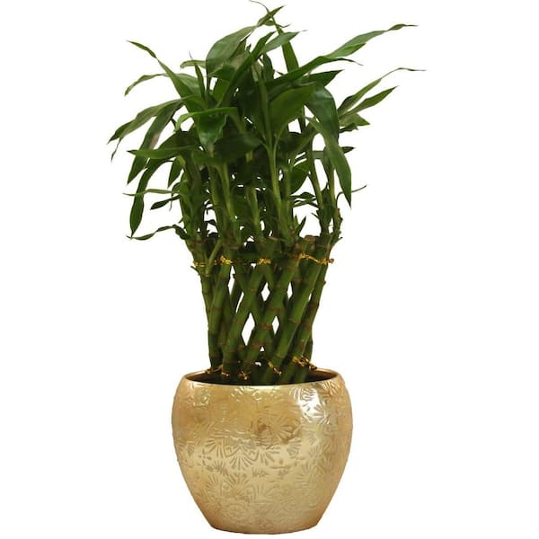 Delray Plants Lucky Bamboo in 5 in. inga Gold Pot