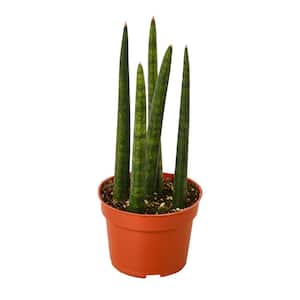 Snake Plant (Sansevieria cylindrica) Plant in 4 in. Grower Pot
